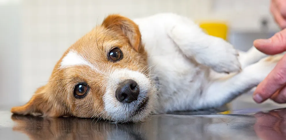 End Cottage Vets in Howden in East Riding in Yorkshire