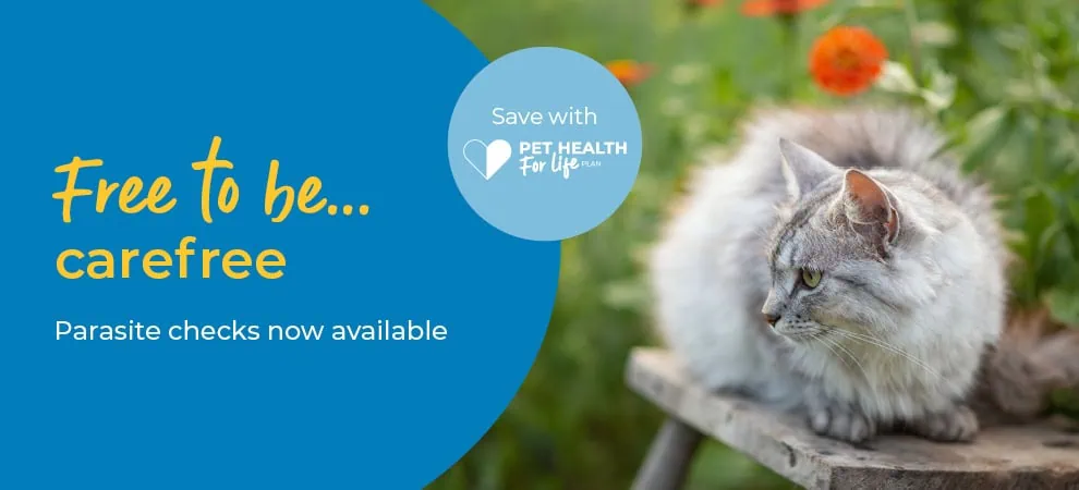 Flea, Tick, Worm Treatment at End Cottage Vets