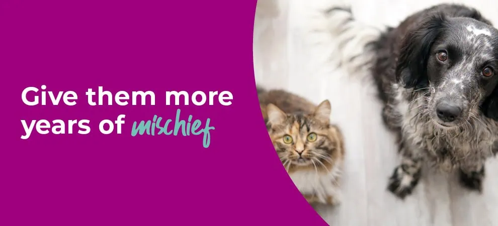 Senior Pets Healthcare in Howden