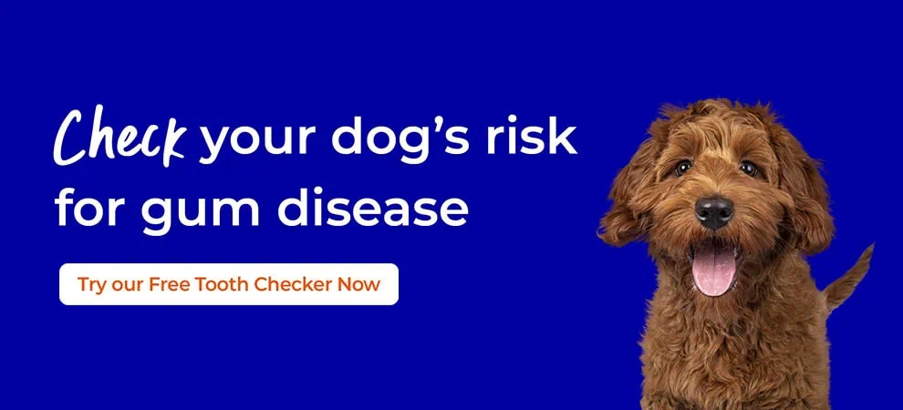 Pet Dental Care in Howden